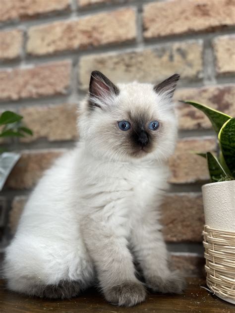 Ragdoll Kittens For Sale Price at Ashley Bruny blog