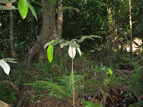 Herbarium JCB