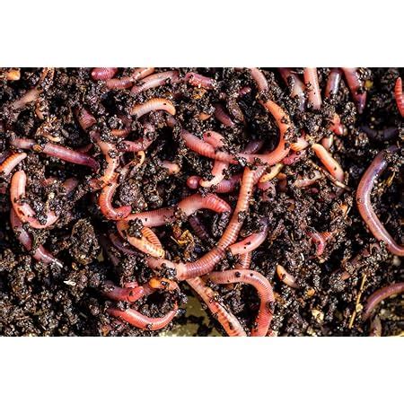 UMAROUSORGANICS® Live Earthworms for Garden/ Kechua /Egg for Making ...