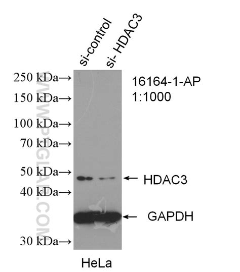 HDAC3-specific antibody (16164-1-AP) | Proteintech