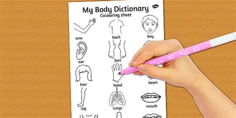 My Body Colouring Sheet - Primary Resources (teacher made)