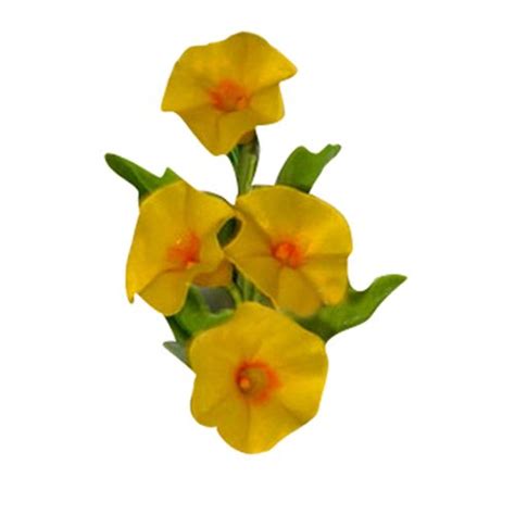 Nema Mini Morning glory seeds - Yellow - 100 Pcs : Amazon.in: Garden ...