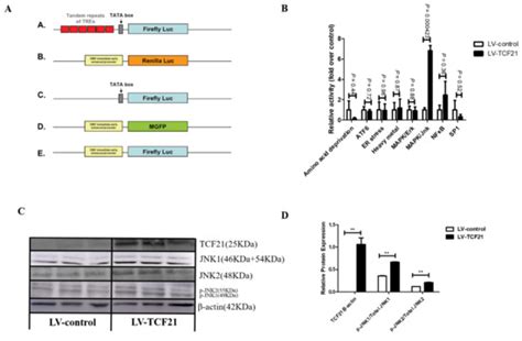 Transcription Factor 21 Promotes Chicken Adipocyte Differentiation at ...