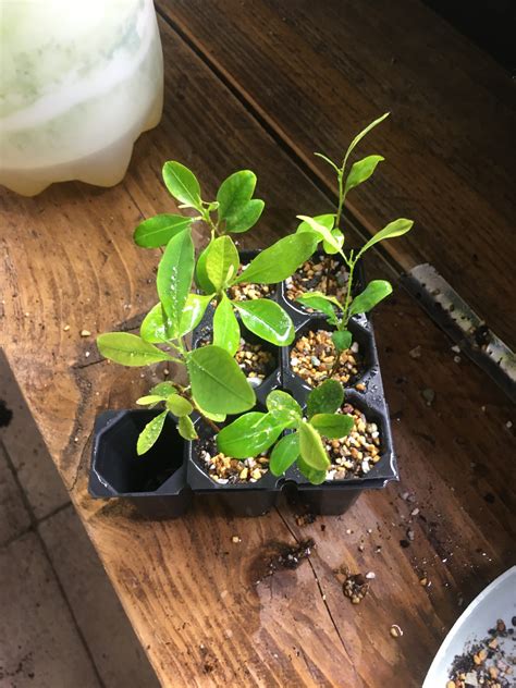 About Us | Trusted Source for Coca Seeds and Plants