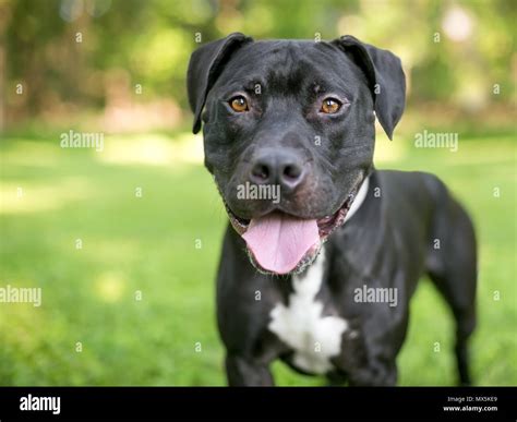 Black And White Pitbull