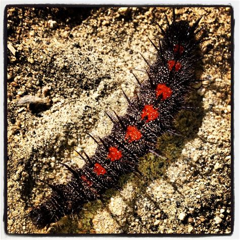 Fuzzy Red and Black Caterpillar Crossing Trail