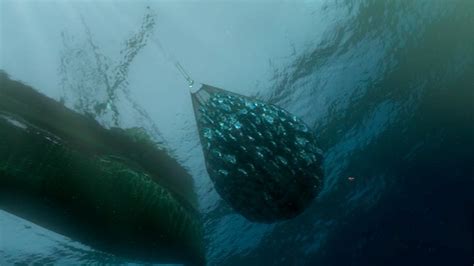 Image result for Finding Nemo Visual Commentary Index Part 1