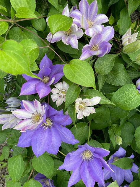20 different types of clematis photos – Artofit
