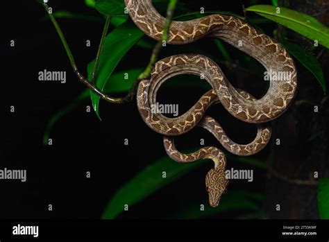 Amazon Tree Python 的图像结果