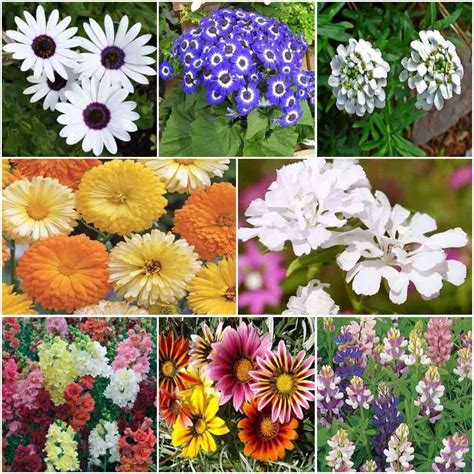 Biocarve Medium Stunning Winter Bedding Flowers-8 Packets (Dog flower ...