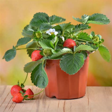 Growing Strawberry Plant Stages