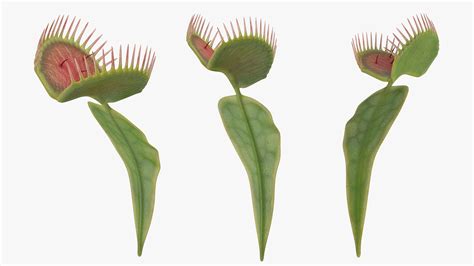 3D Venus Flytrap Dionaea Muscipula Rigged model | 3D Molier International
