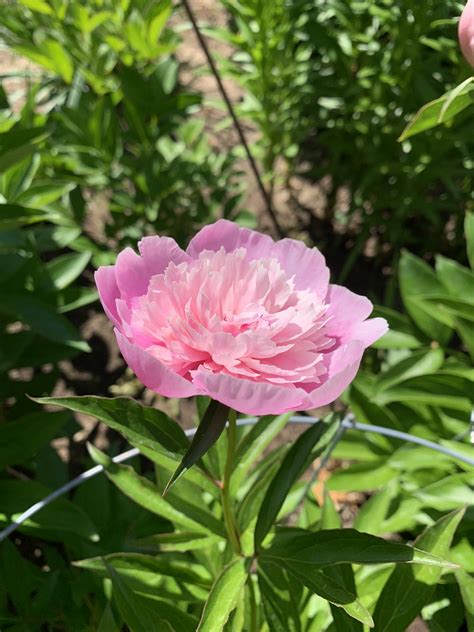 Peony season - Country Home & Blooms