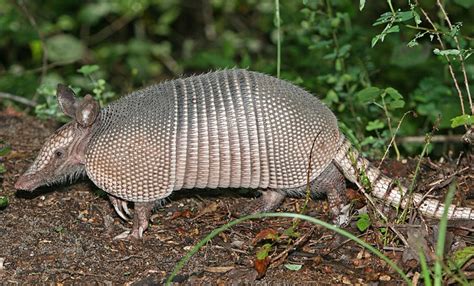 Armadillos are Increasing Their Presence in South Carolina | South ...