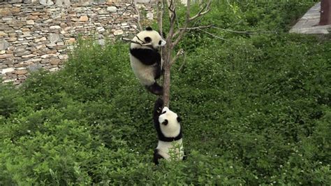 Image result for Pandas Library Python Application