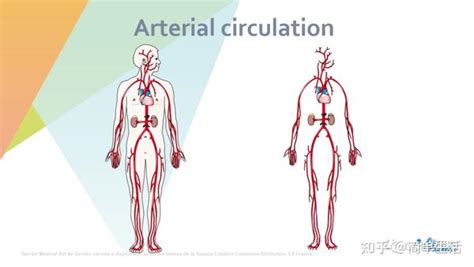 医学 的图像结果