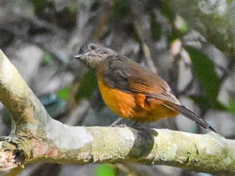 Finsch's Flycatcher-Thrush - eBird
