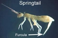 Image result for Biting Spring Tails