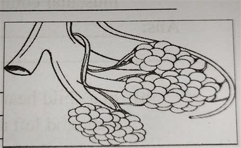 Q5. Identify the organ in the diagram. Explain its role - Brainly.in