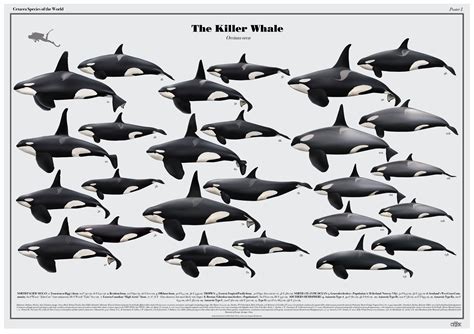 Killer Whale Species