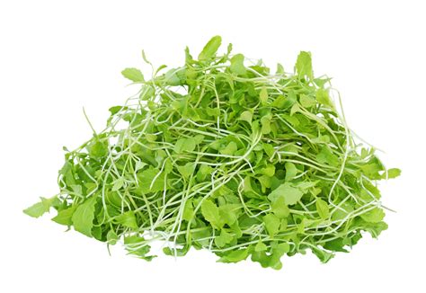 Green Mustard Microgreen Seeds | Shop Now at AllThatGrows