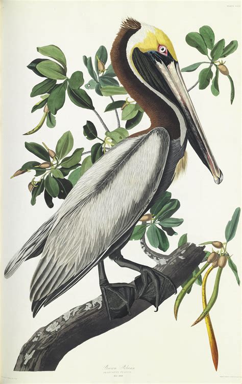 AUDUBON, John James (1785-1851). The Birds of America; from Original ...