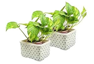 Earthsoul Ceramic Beautiful Design Rectangle Shape Flower Pot for ...