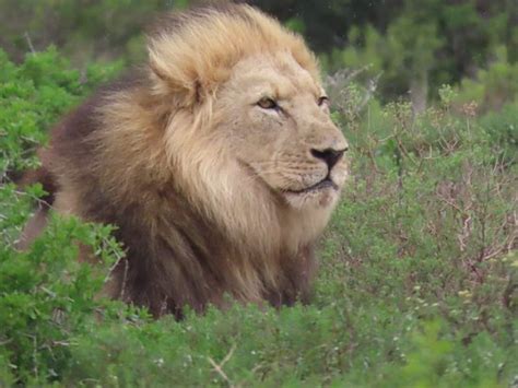 Kakuli Safaris (Colchester) - 2022 What to Know Before You Go (with ...