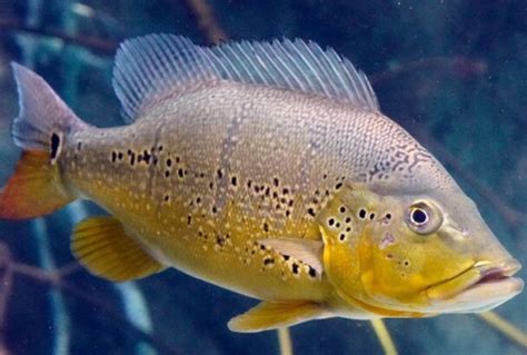 Image result for Rare Colorful Fish