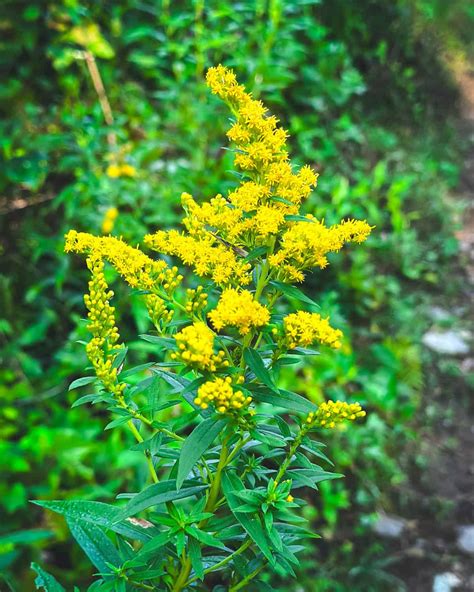 Goldenrod Leaves