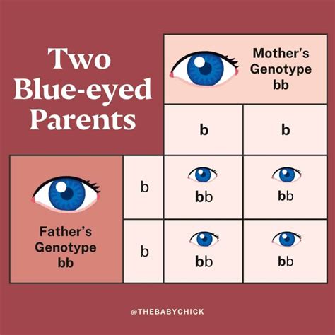 What Color Eyes Will My Baby Have? - Pregnancy Friend