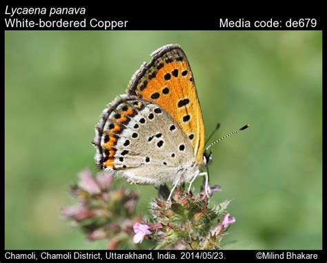 Lycaena panava | Butterfly