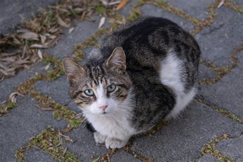 Can Foxes Attack Cats ? - 2025