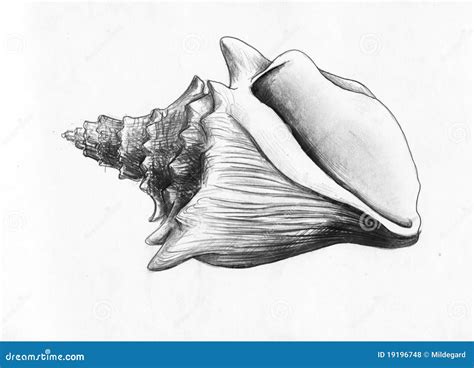 Image result for Shell Drawing Sheet