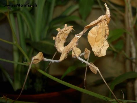 SUCHE IDOLOMANTIS DIABOLICA in Hamburg | Tiere | Kleinanzeigen
