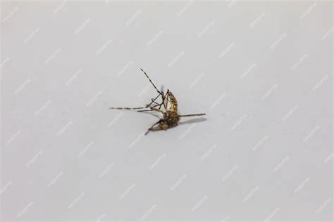 Image result for Dead Pathogen