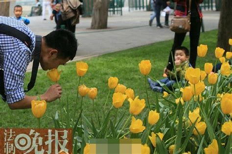 北京郁金香花展 游客连踩带摘（组图）【6】--财经--人民网