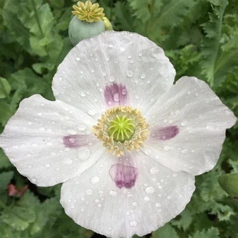 Imported Untreated Czech Republic Mák Blue Poppy Seeds For Planting ...