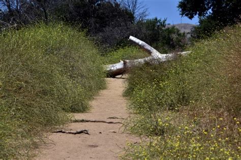 Image result for Old Fallen Tree Trunk