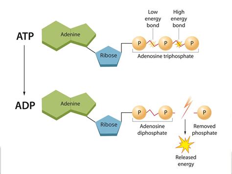 Respiration — lesson. Science CBSE, Class 10.
