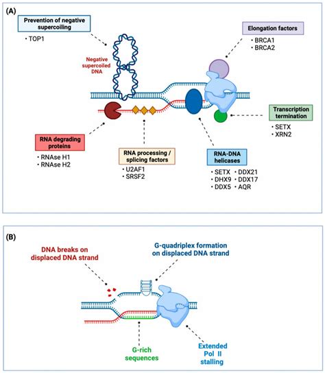 RNA Transcript Loop 的图像结果