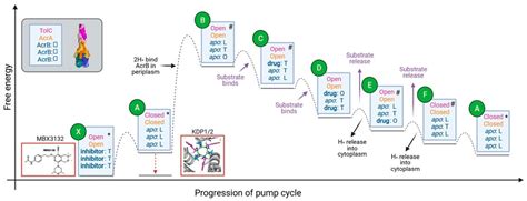 A Model for Allosteric Communication in Drug Transport by the AcrAB ...
