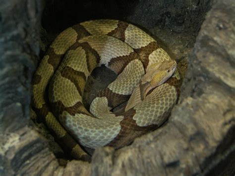Copperhead North Carolina