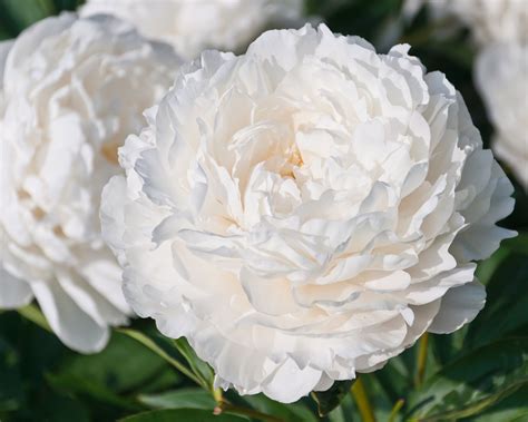 Peony 'Shirley Temple' bare roots — Buy white peonies online at Farmer ...