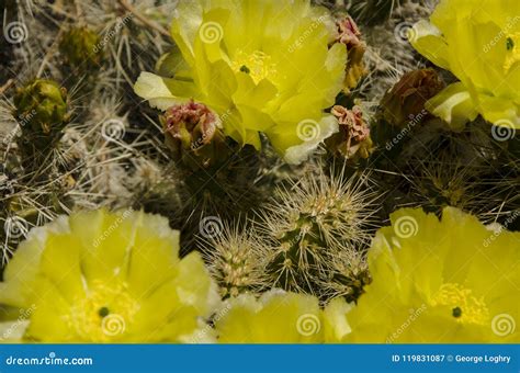 A Cactus from the Top and Yellow Stock Image - Image of patagonia ...
