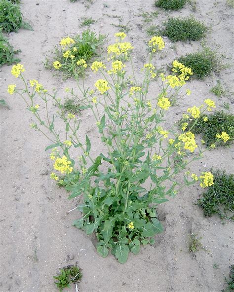 Wild mustard – Sinapis arvensis - Plant & Pest Diagnostics
