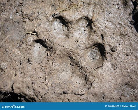 Mountain Lion Paw Print In Mud