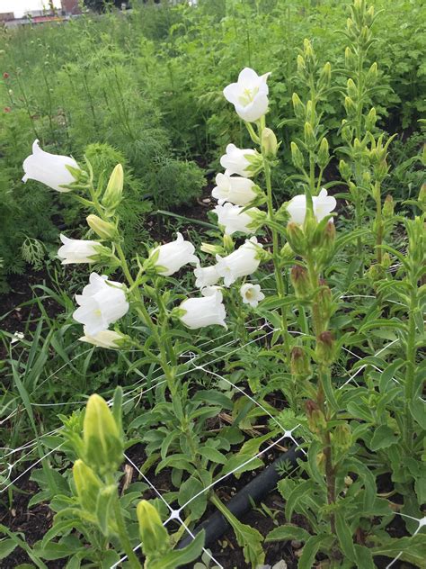 Canterbury Bells | Beautiful Blooming Plants for Your Garden
