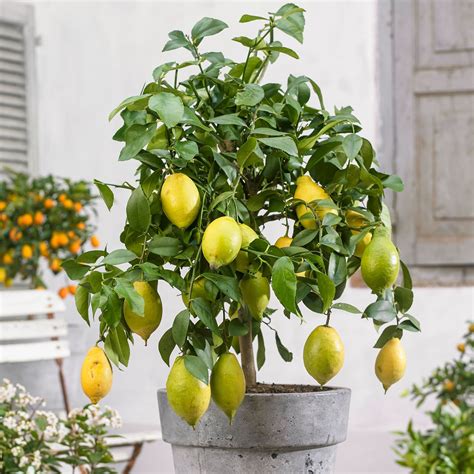Lemon tree Citrus limon - Tree | Plants, Mediterranean plants, Lemon tree
