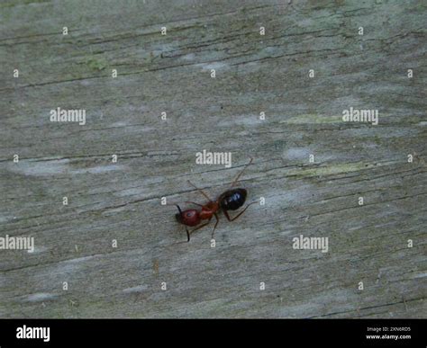 Florida Carpenter Ant (Camponotus floridanus) Insecta Stock Photo - Alamy